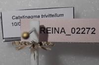 Catatinagma trivittellum