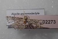 Alucita grammodactyla