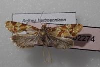 Aethes hartmanniana