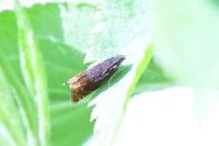 Pammene rhediella