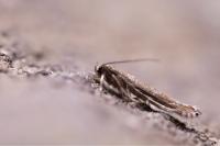 Lyonetia clerkella