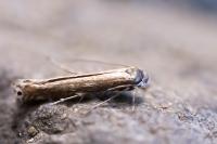 Lyonetia clerkella