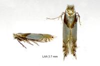 Phyllonorycter roboris