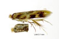 Bucculatrix ulmella