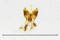 Bucculatrix ulmella