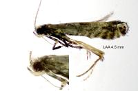 Parornix anglicella