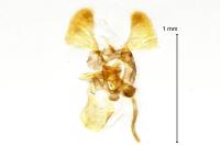 Parornix anglicella