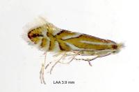 Phyllonorycter coryli