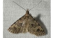 Alucita hexadactyla