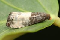Notocelia cynosbatella