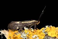Esperia sulphurella