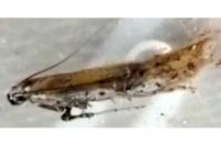 Aspilapteryx tringipennella