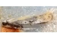 Aspilapteryx tringipennella