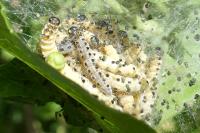 Yponomeuta cagnagella