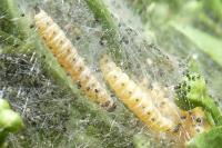 Yponomeuta cagnagella