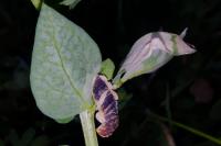 Coleophora discordella