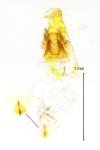 Phyllonorycter harrisella