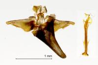 Nematopogon adansoniella