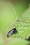 Adela reaumurella