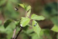 Adela reaumurella
