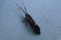 Esperia sulphurella
