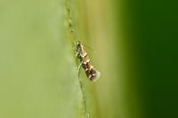 Cameraria ohridella