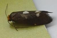 Incurvaria masculella