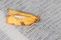 Lozotaenia cupidinana