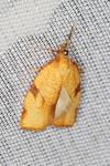 Lozotaenia cupidinana