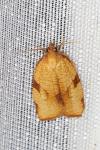 Lozotaenia cupidinana