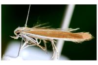 Coleophora discordella