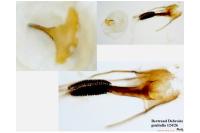 Coleophora discordella
