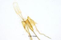 Coleophora serratella