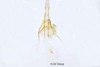 Coleophora alnifoliae