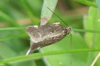 Aroga velocella