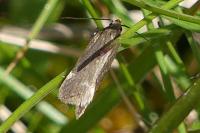 Aroga velocella