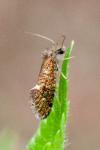 Dyseriocrania subpurpurella