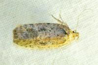 Agonopterix