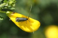 Adela reaumurella