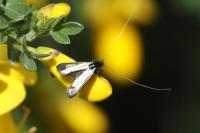 Adela reaumurella