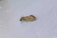 Dyseriocrania subpurpurella