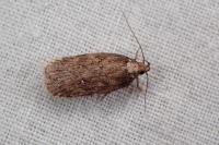 Depressaria