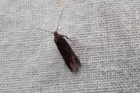 Oxypteryx immaculatella