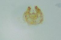 Oxypteryx immaculatella