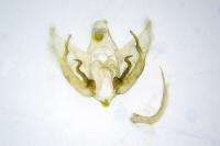 Depressaria albipunctella