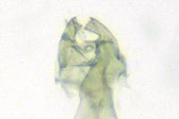 Oxypteryx immaculatella