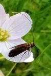Cauchas rufimitrella