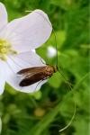 Cauchas rufimitrella