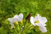 Cauchas rufimitrella