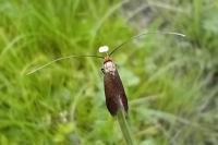Cauchas rufimitrella